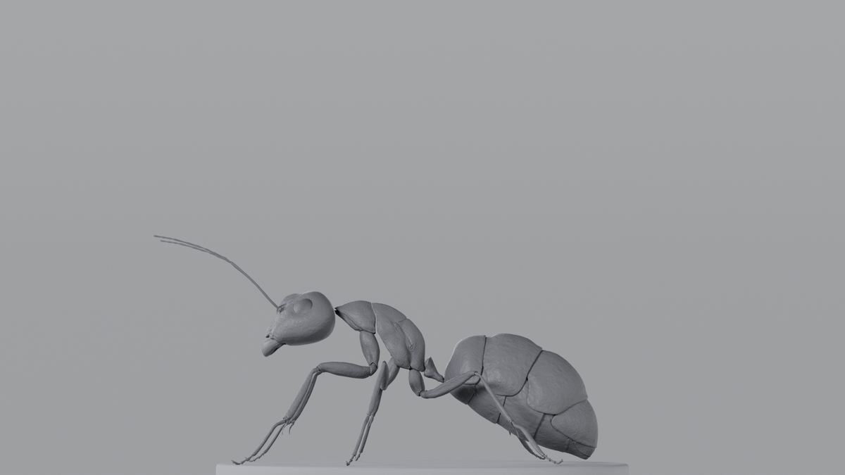 Ant
