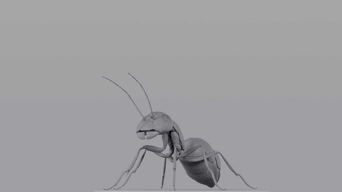 Ant