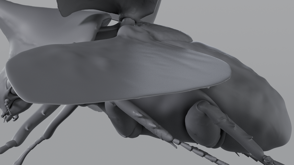Beetle
