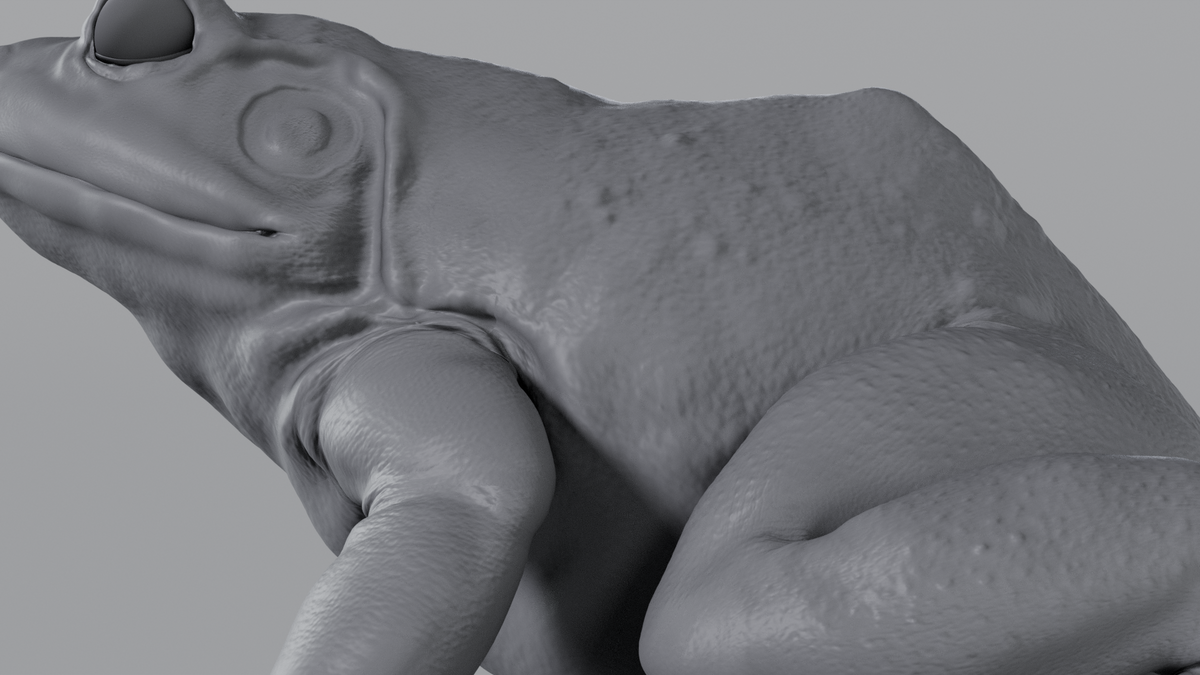 Bullfrog
