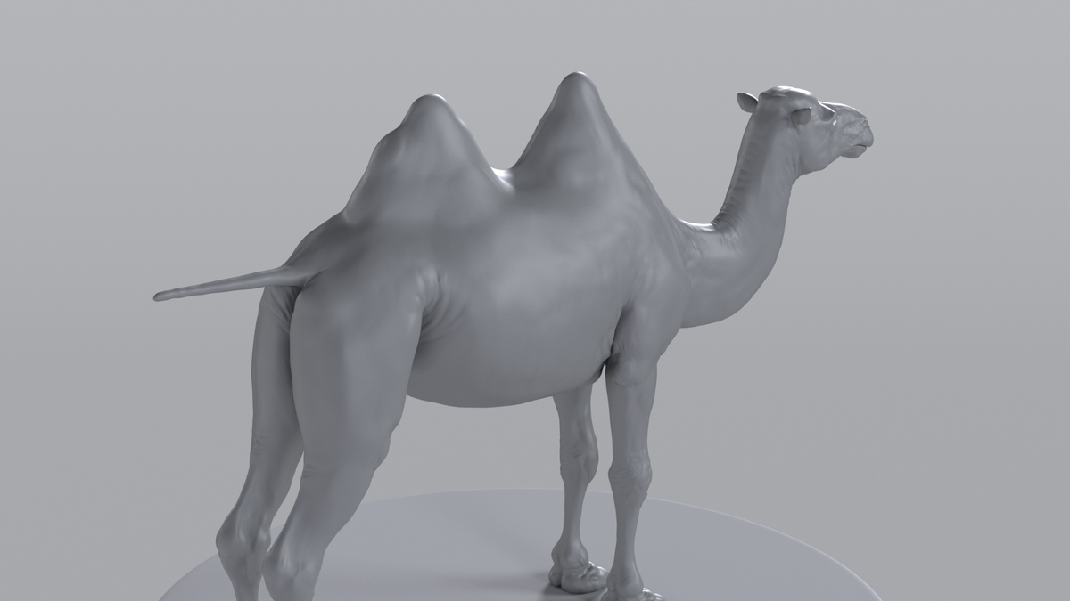 Camel