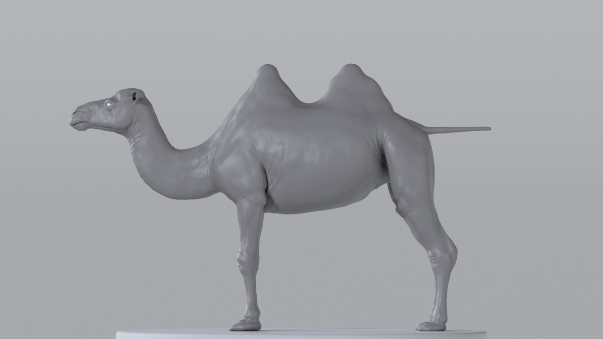 Camel