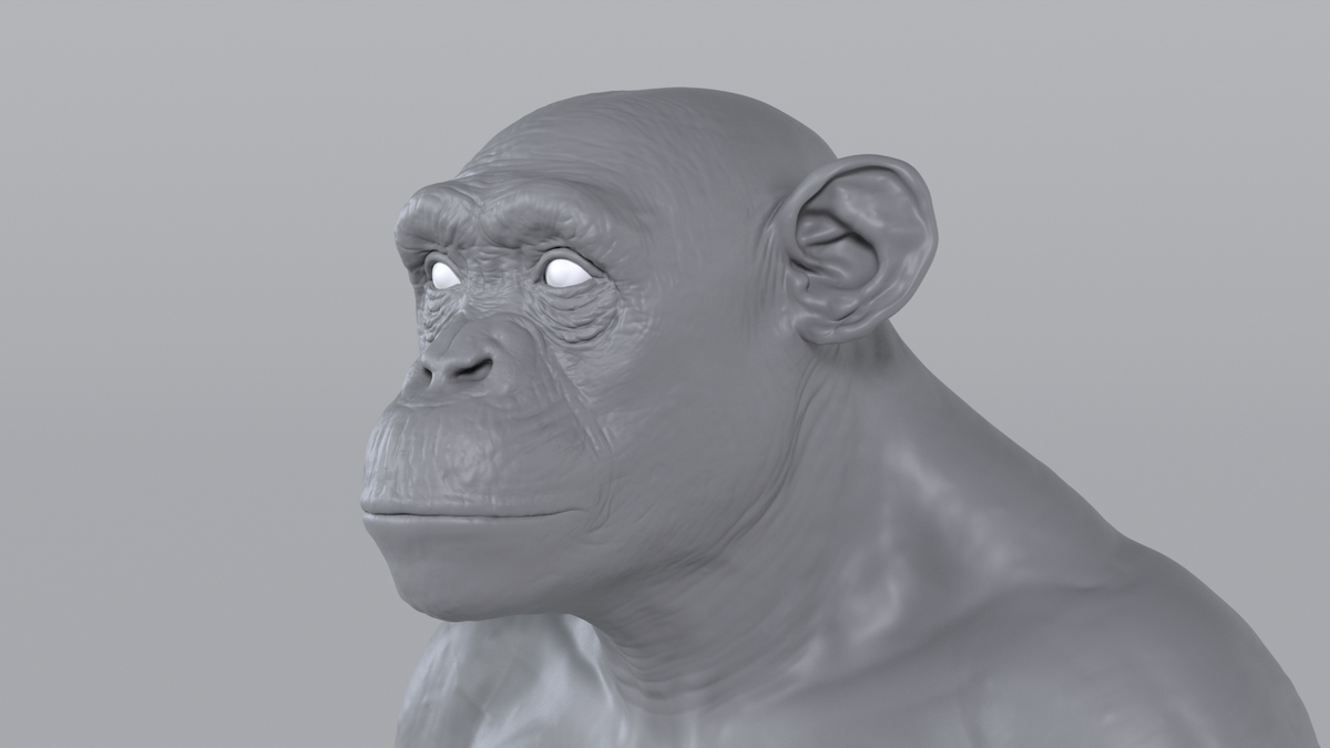 Chimpanzee