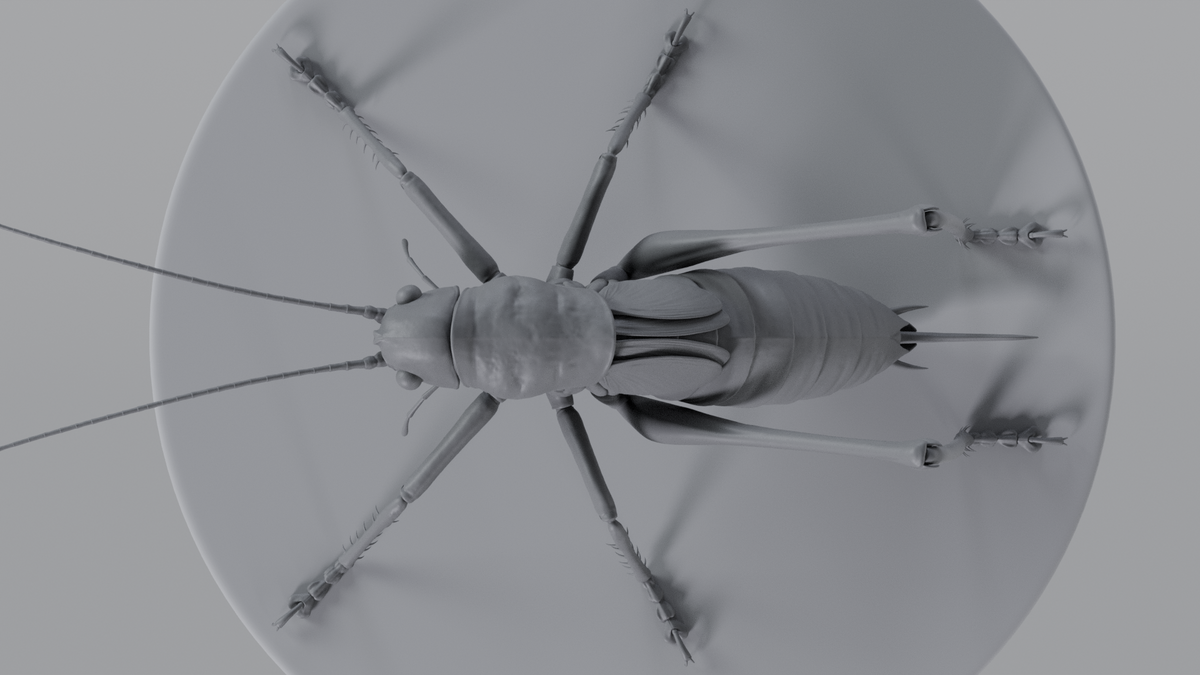 Cricket