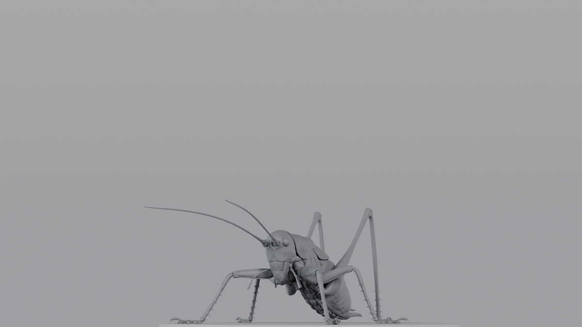 Cricket