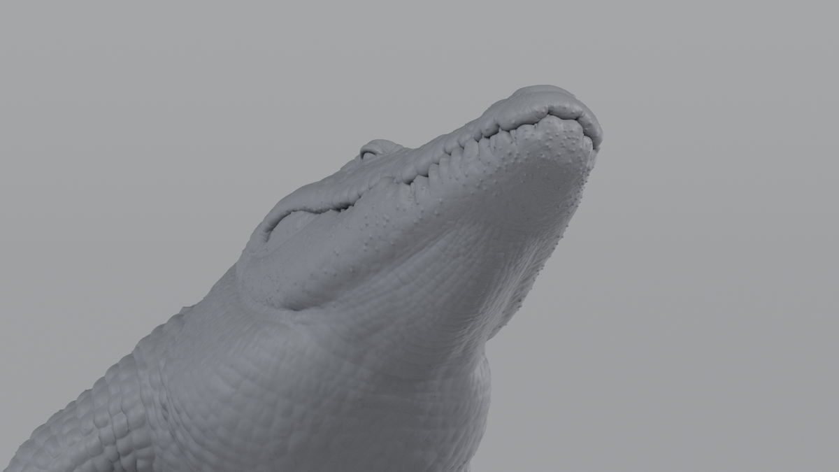 Crocodile