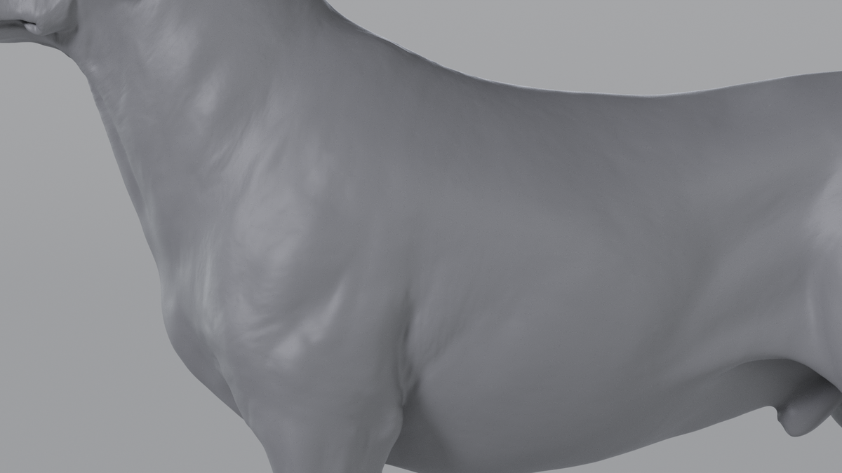 Labrador