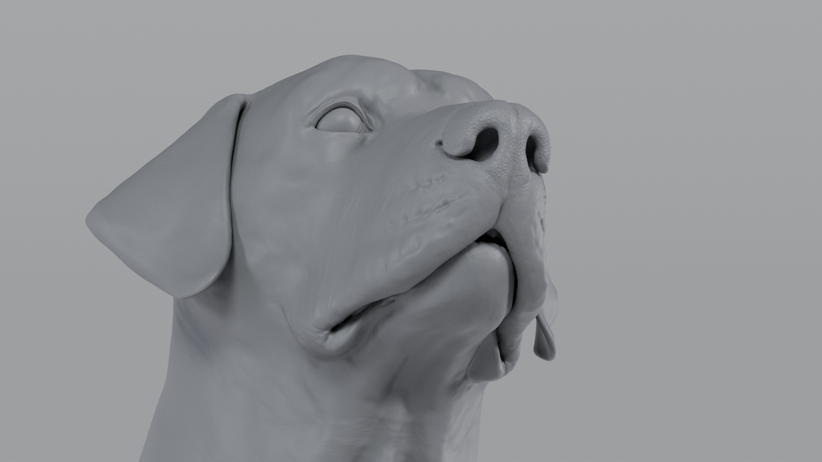 Labrador