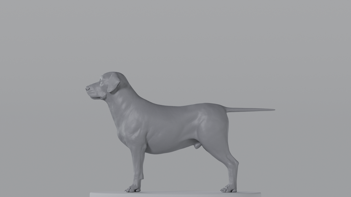 Labrador