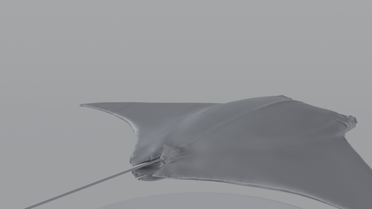 Manta Ray