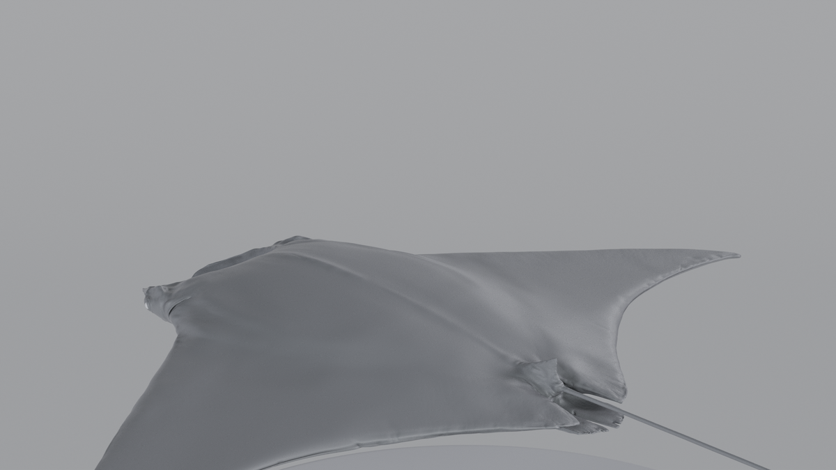 Manta Ray