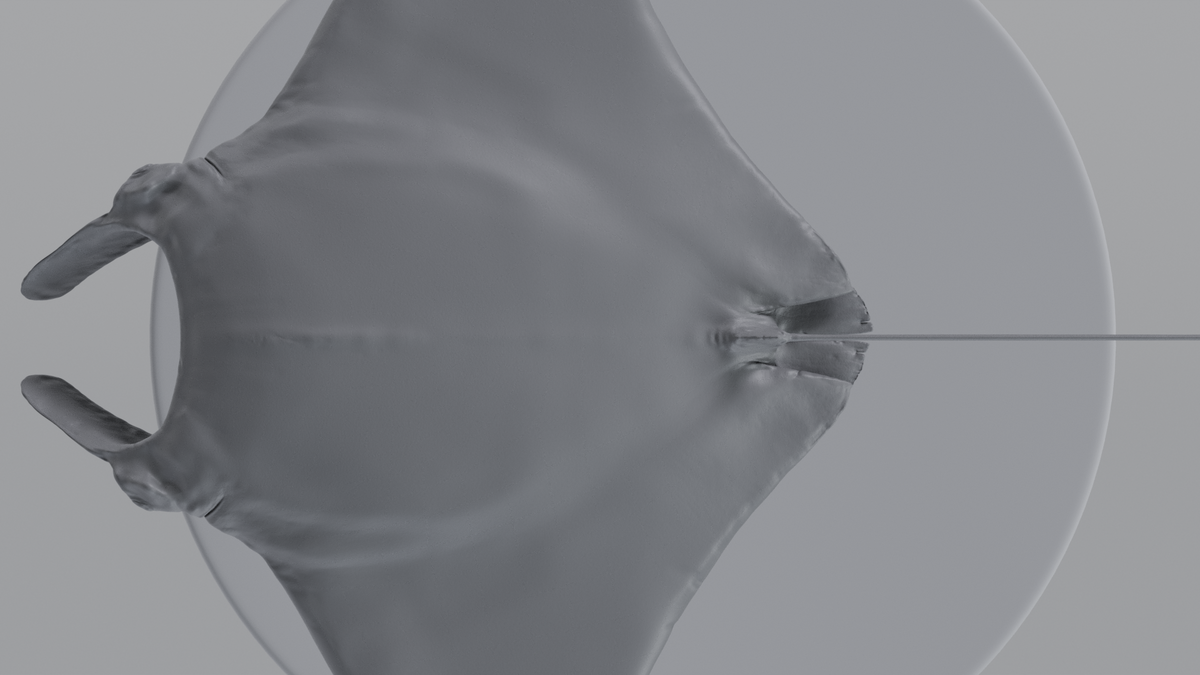 Manta Ray