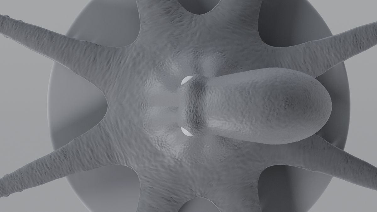 Octopus