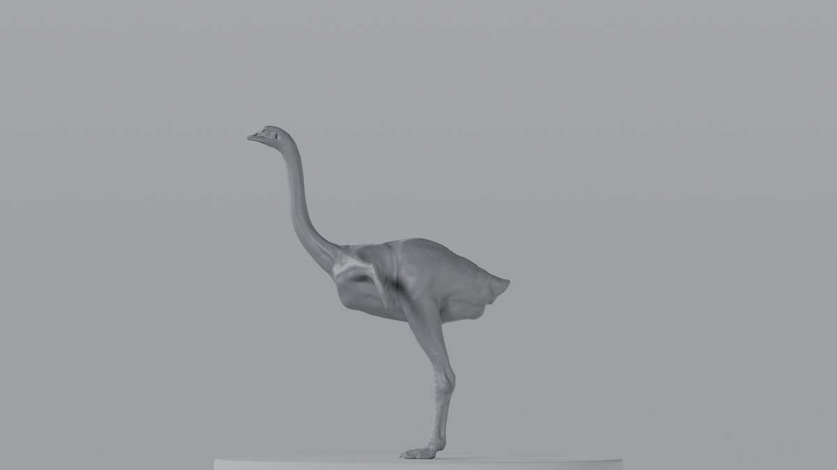 Ostrich