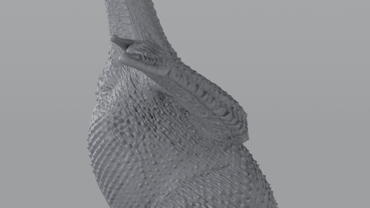 Pigeon