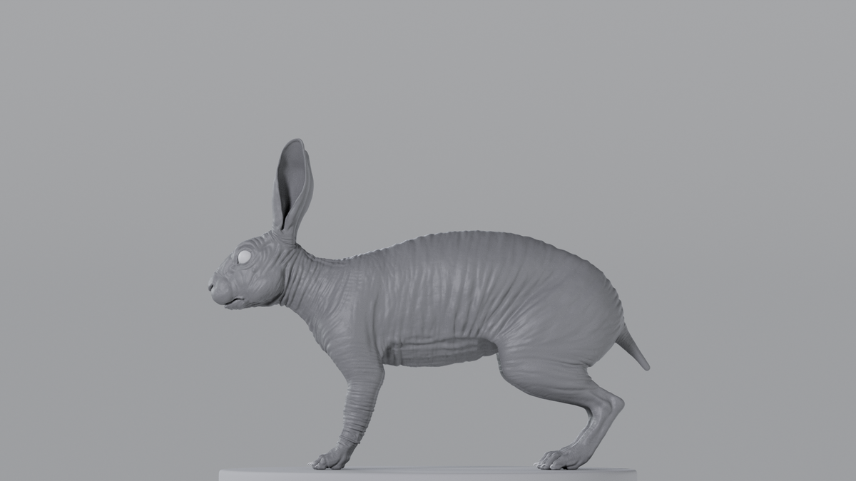 Rabbit