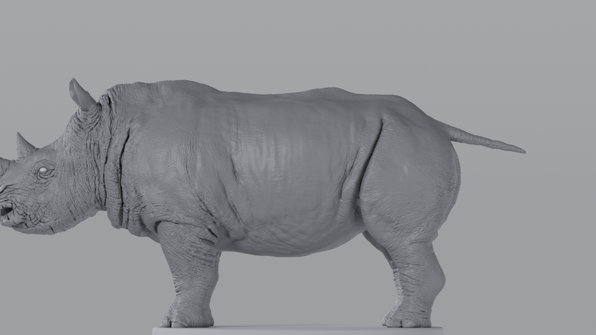 White Rhino