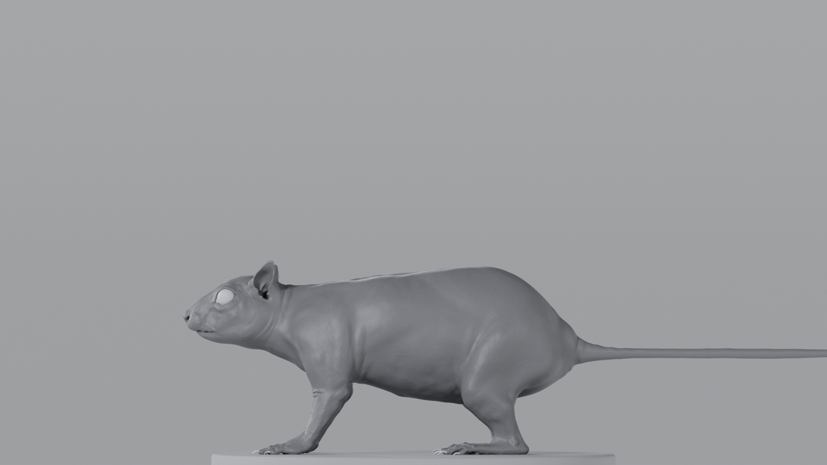 Squirrel