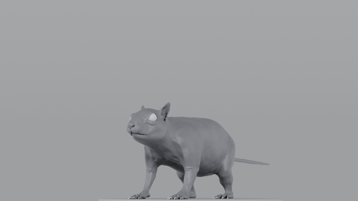 Squirrel