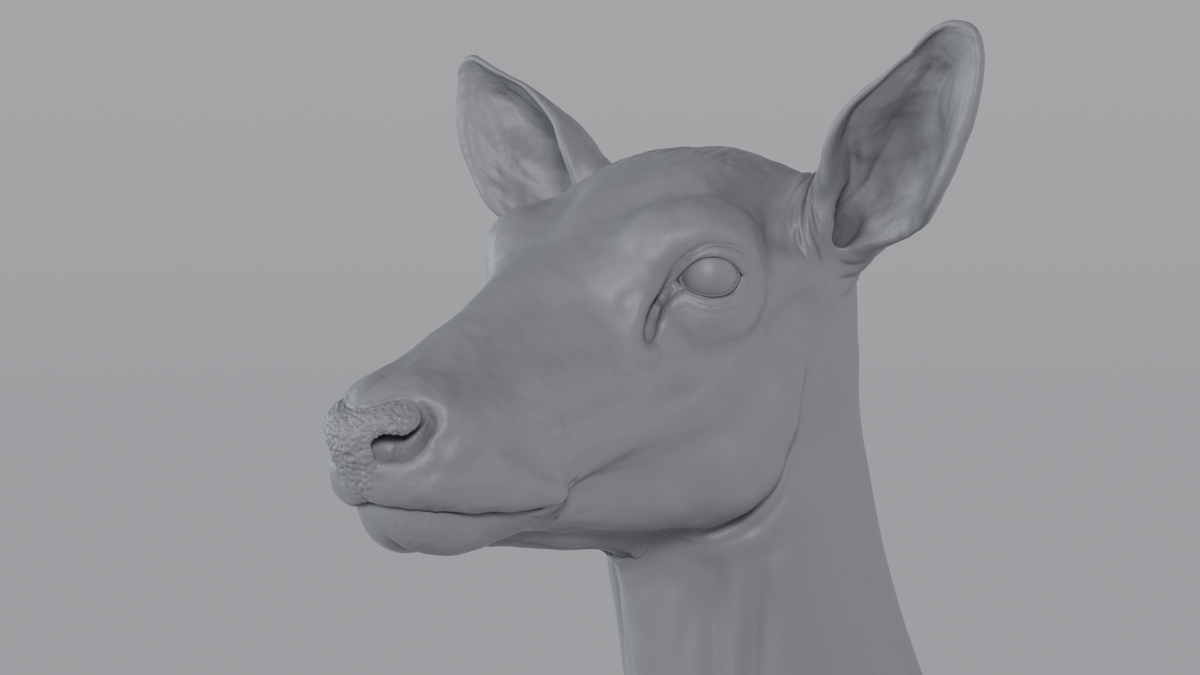 Female Deer