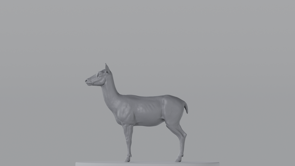 Female Deer