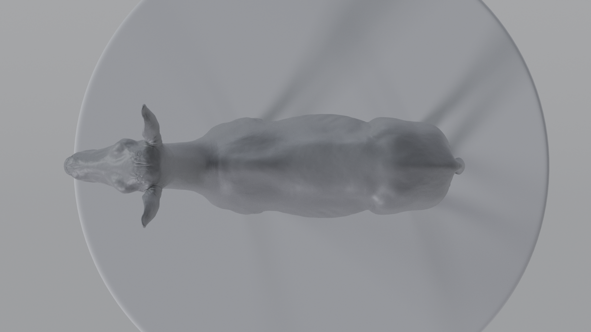 Female Deer