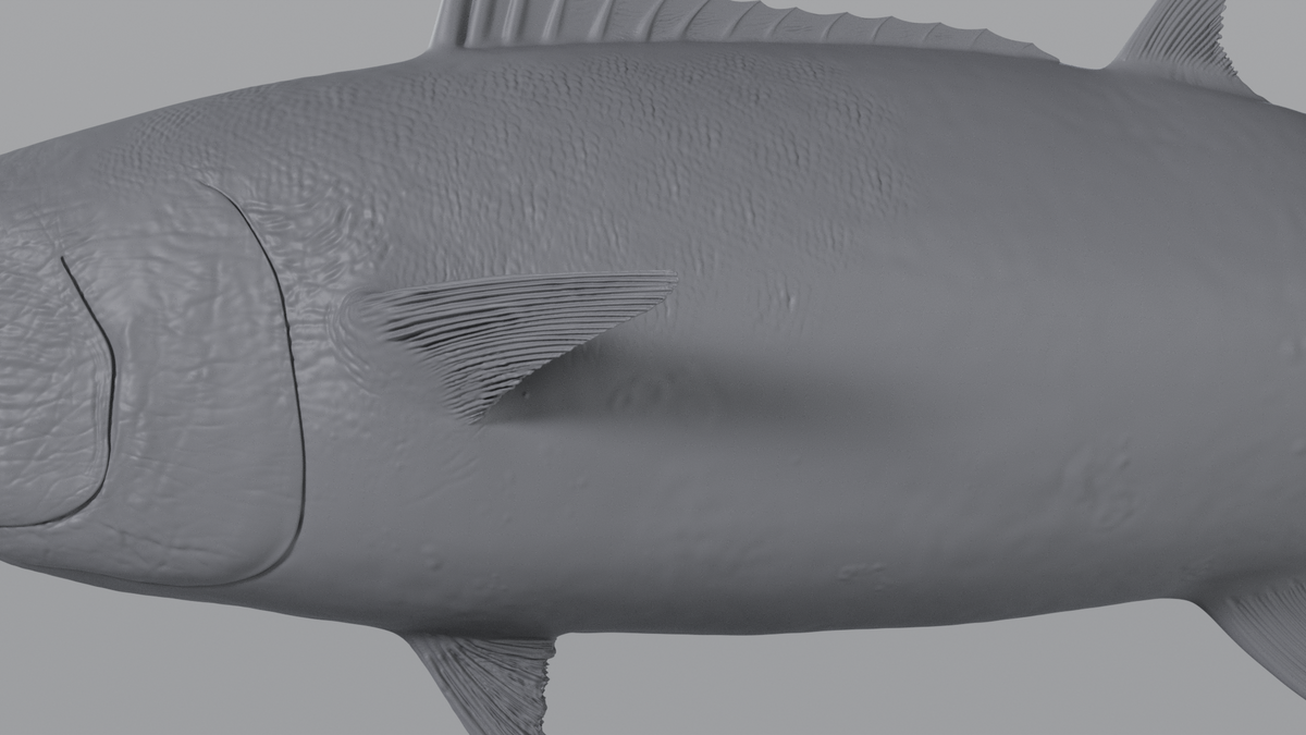 Tuna