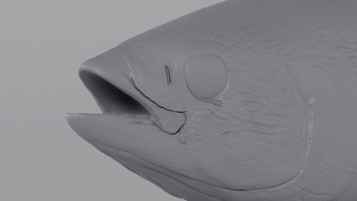 Tuna