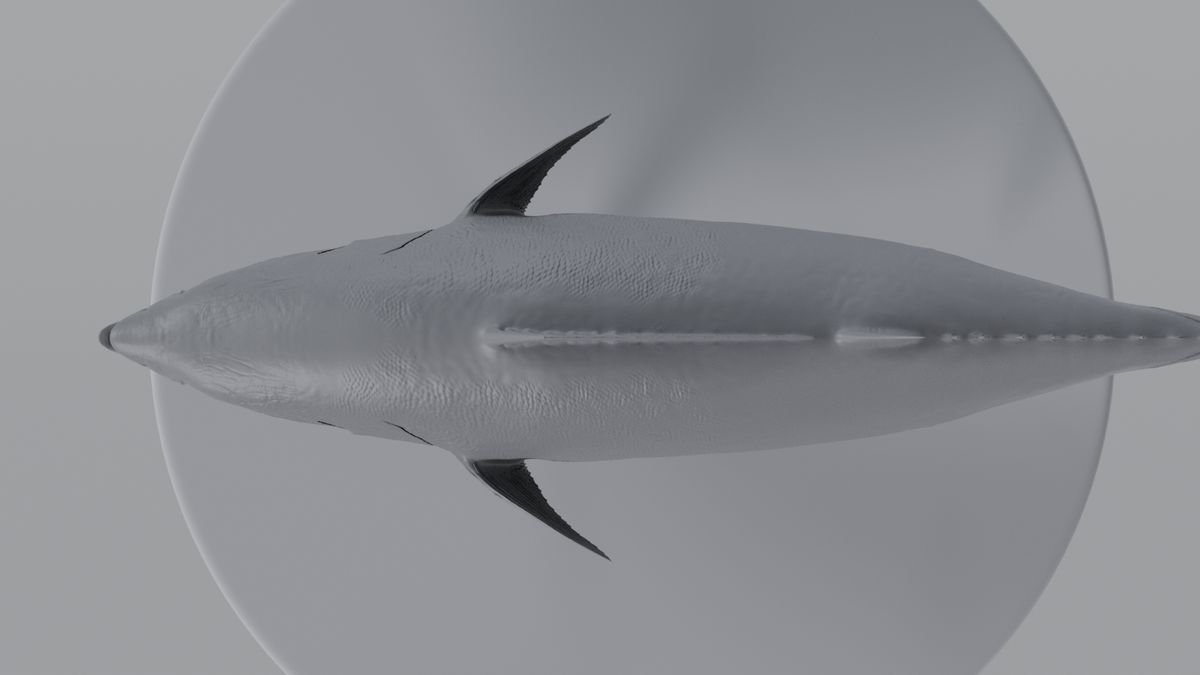 Tuna