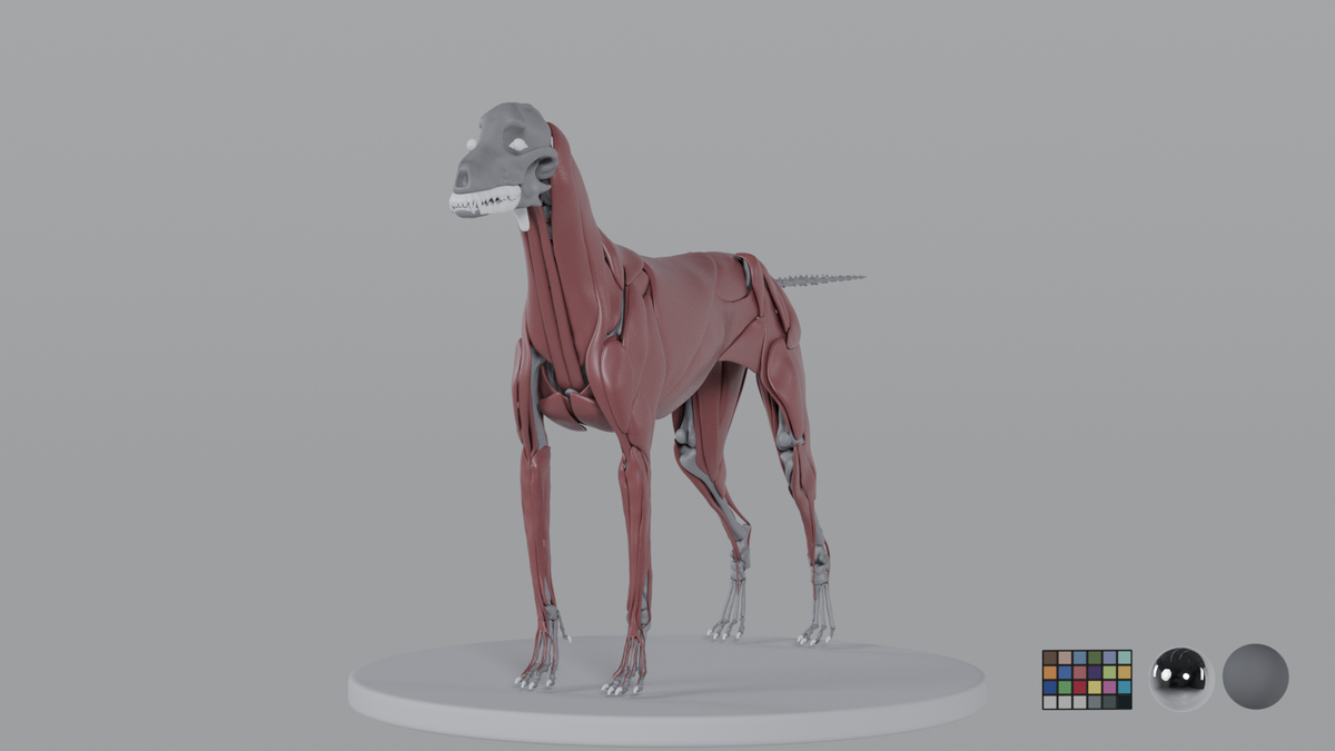 Weimaraner