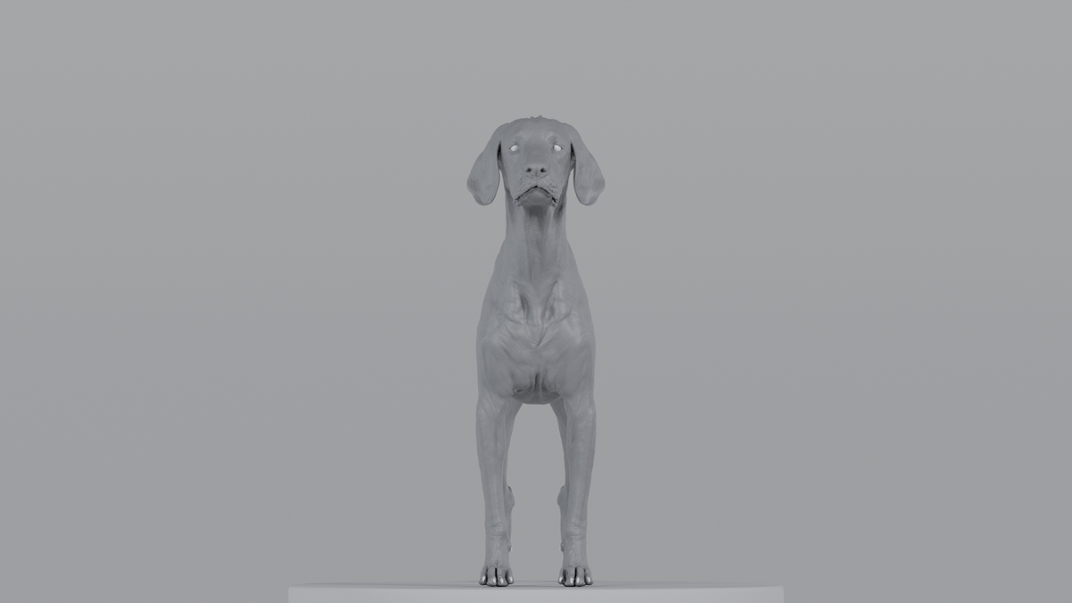 Weimaraner