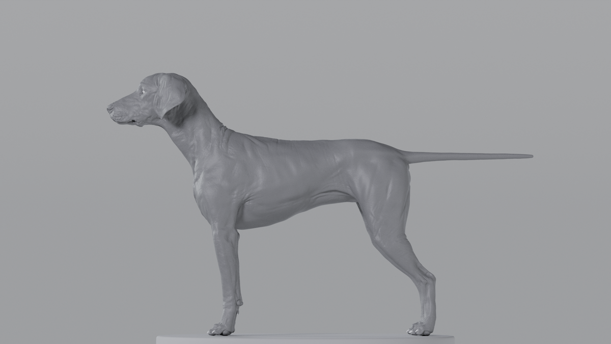 Weimaraner