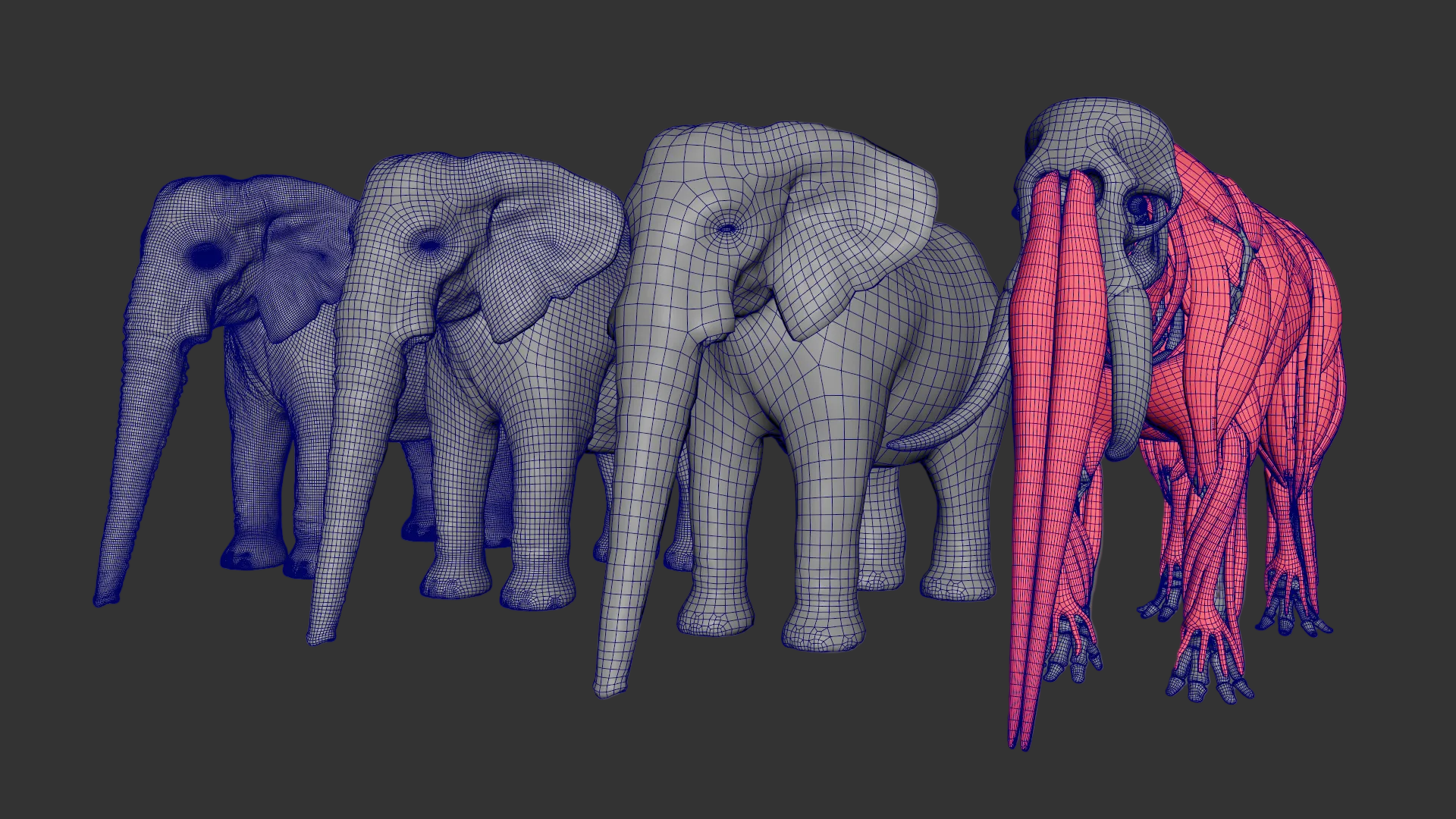 African Elephant