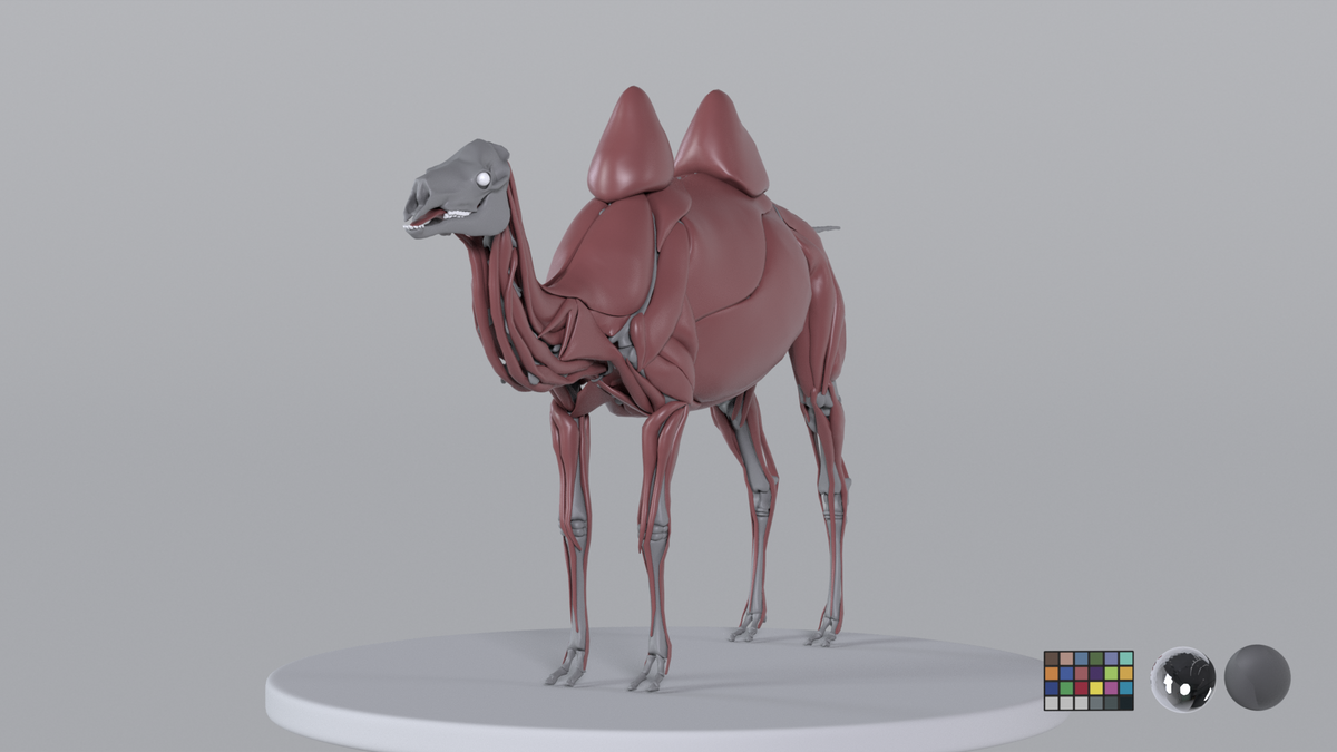 Camel