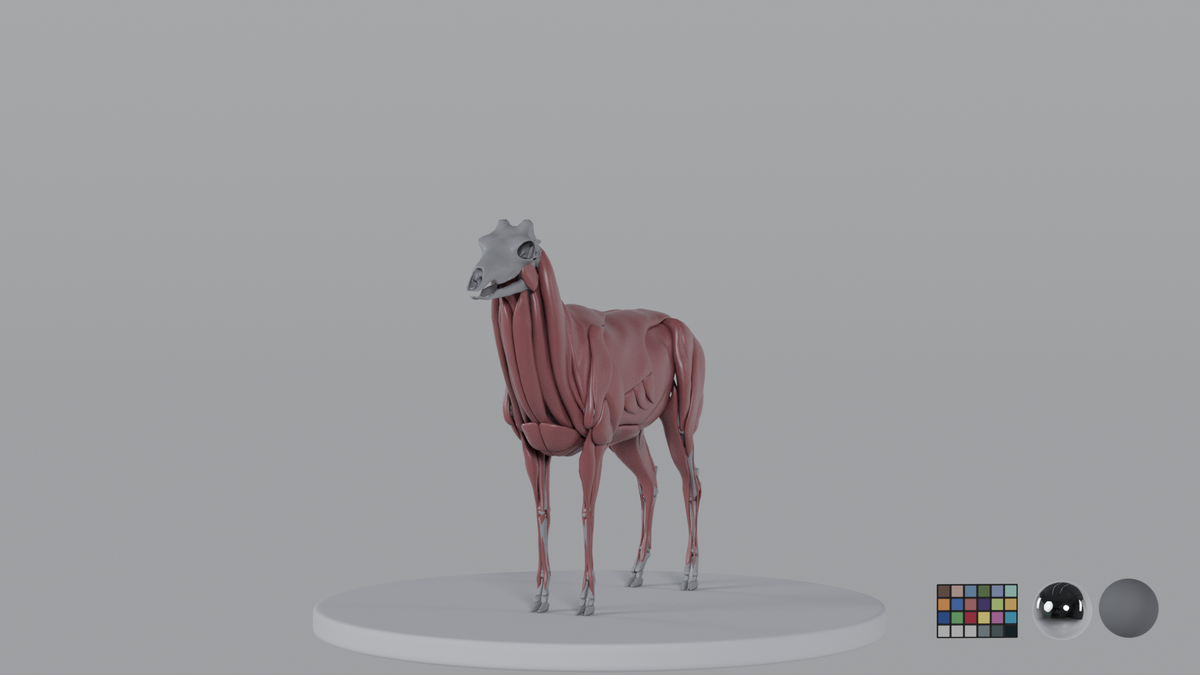 Stag