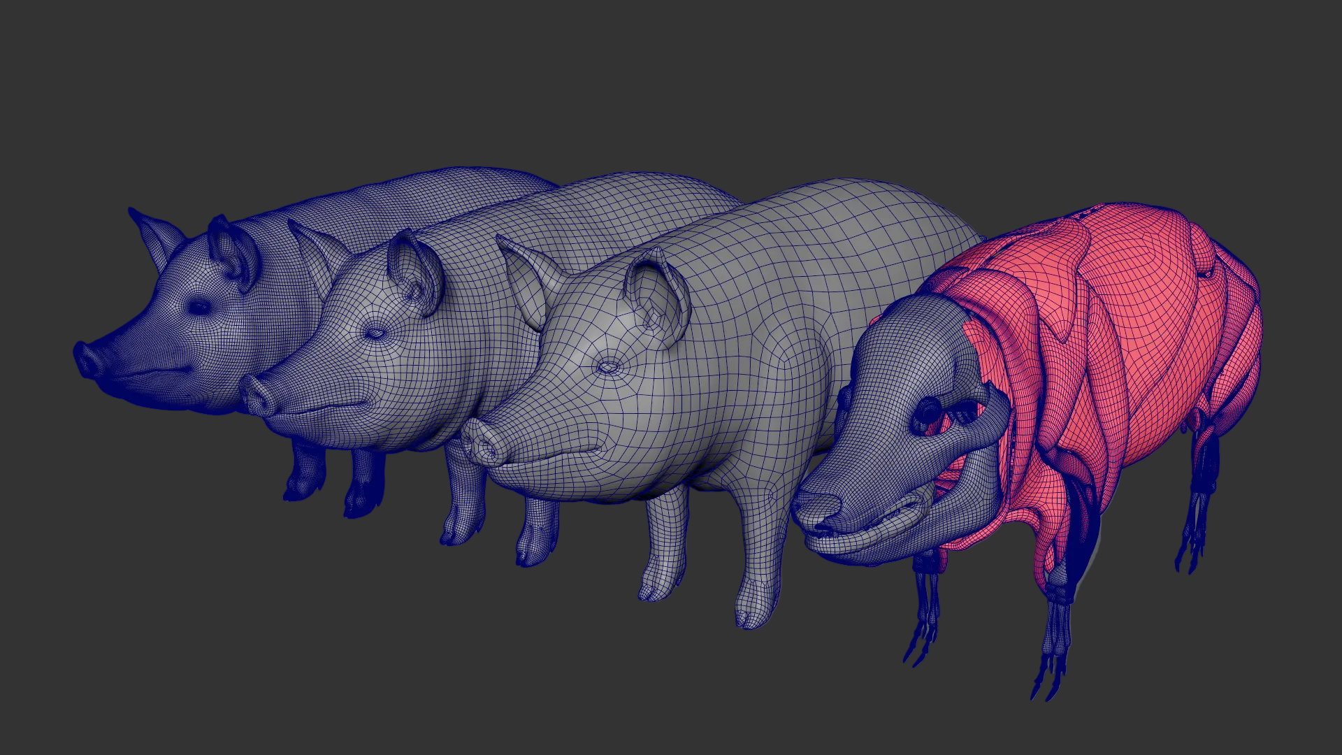Pig