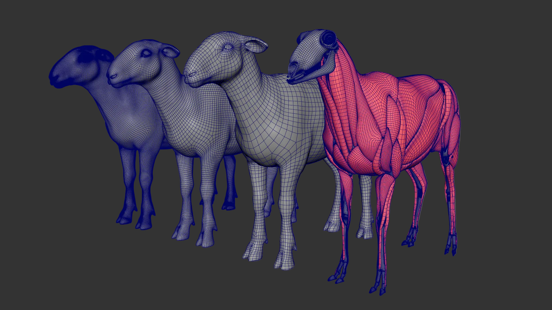 Sheep