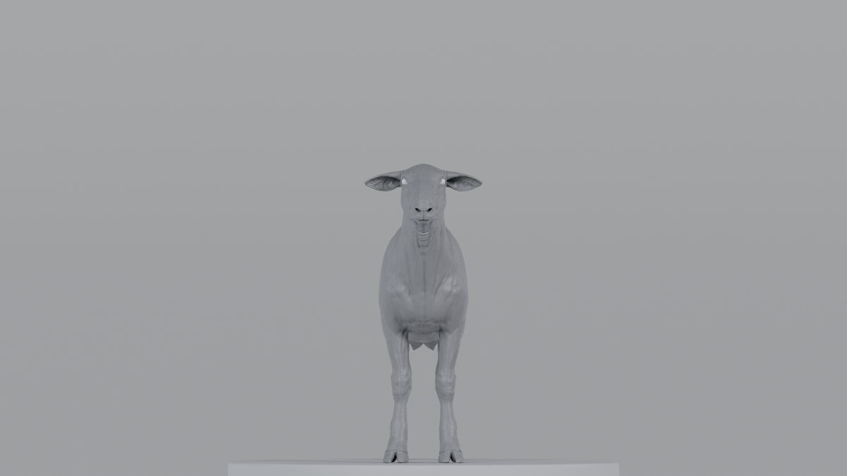Sheep