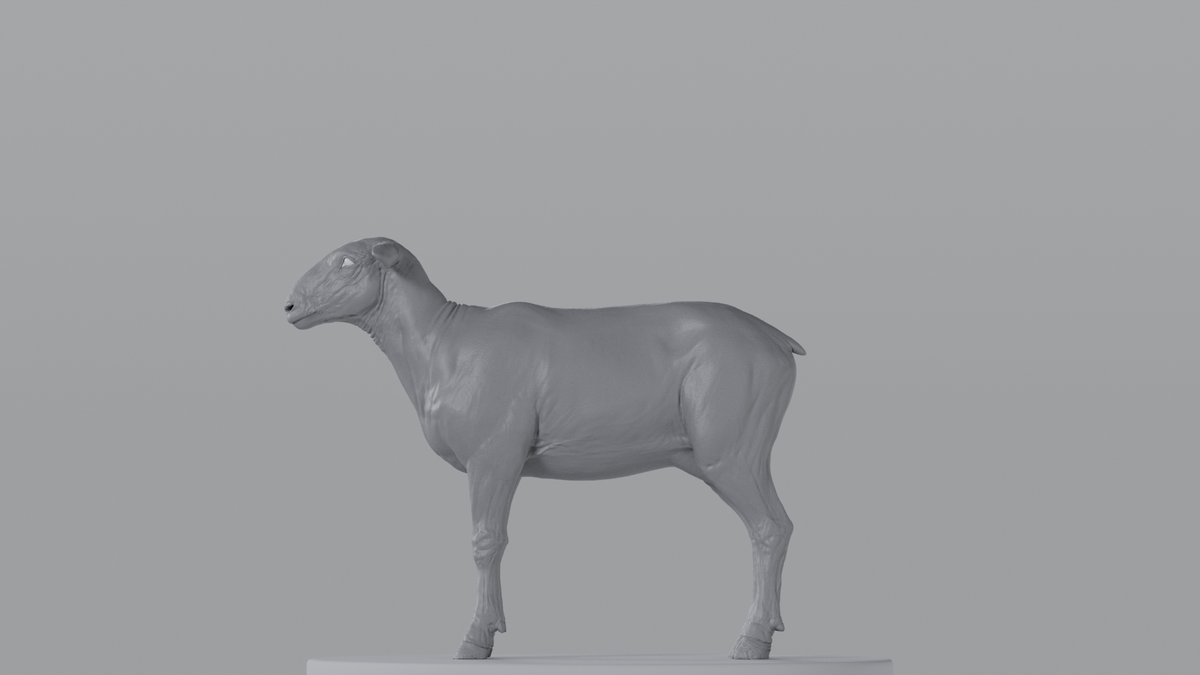 Sheep