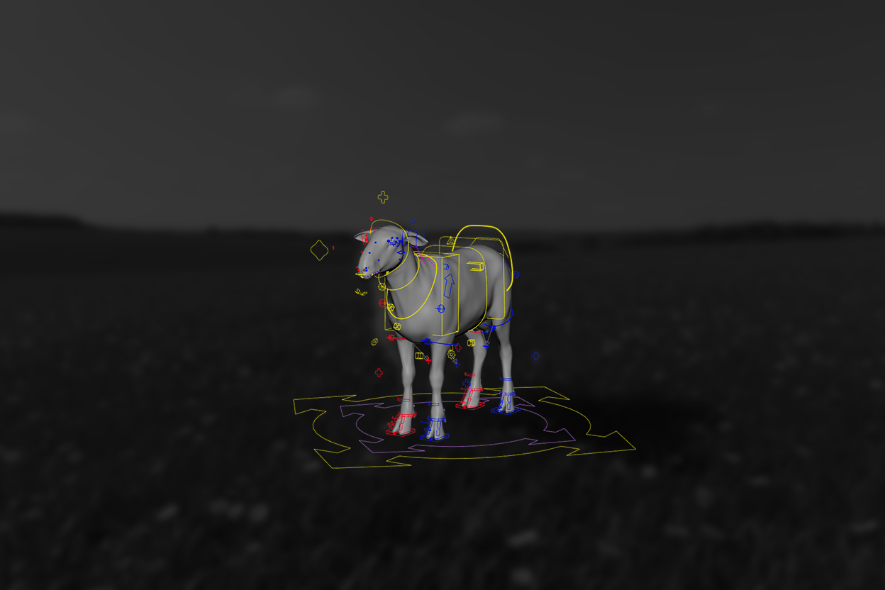 Sheep