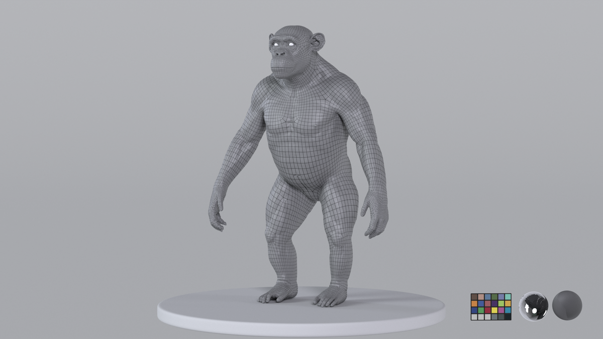 Chimpanzee