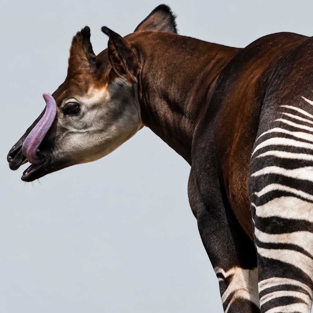 Animals