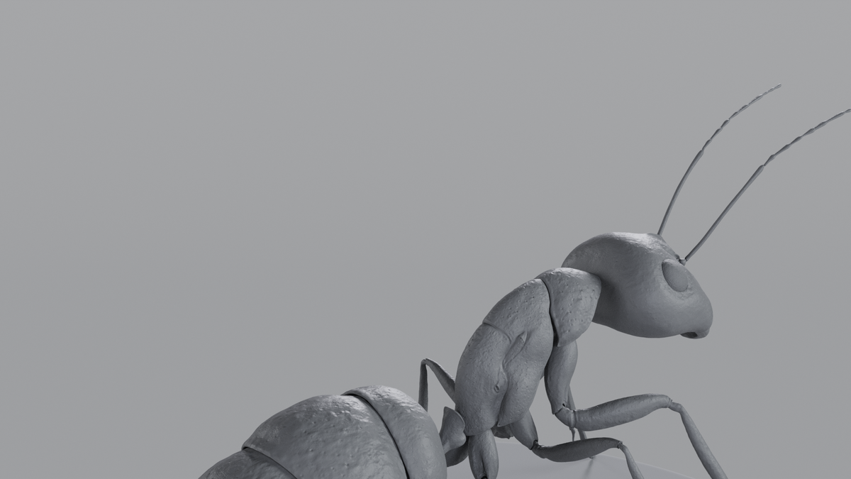 Ant