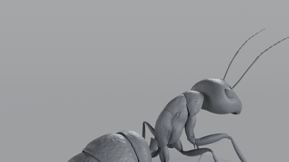 Ant