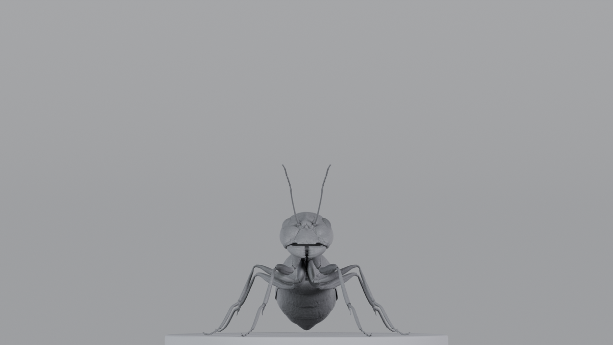 Ant