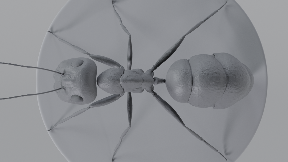 Ant