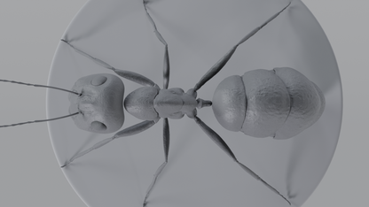 Ant