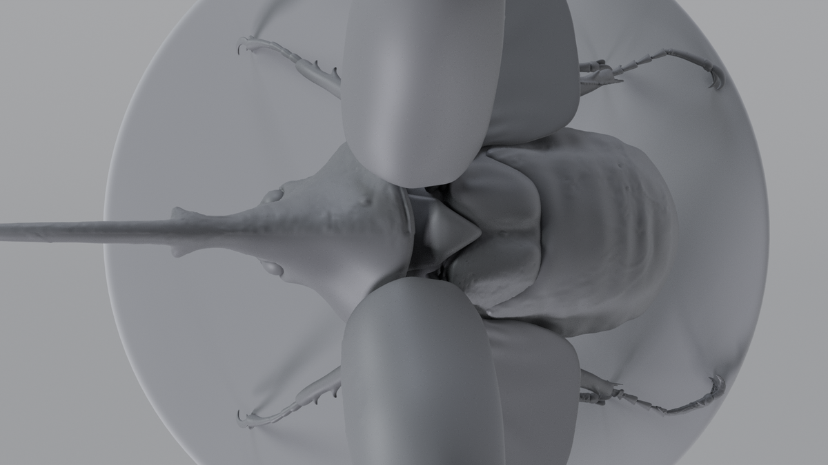 Beetle