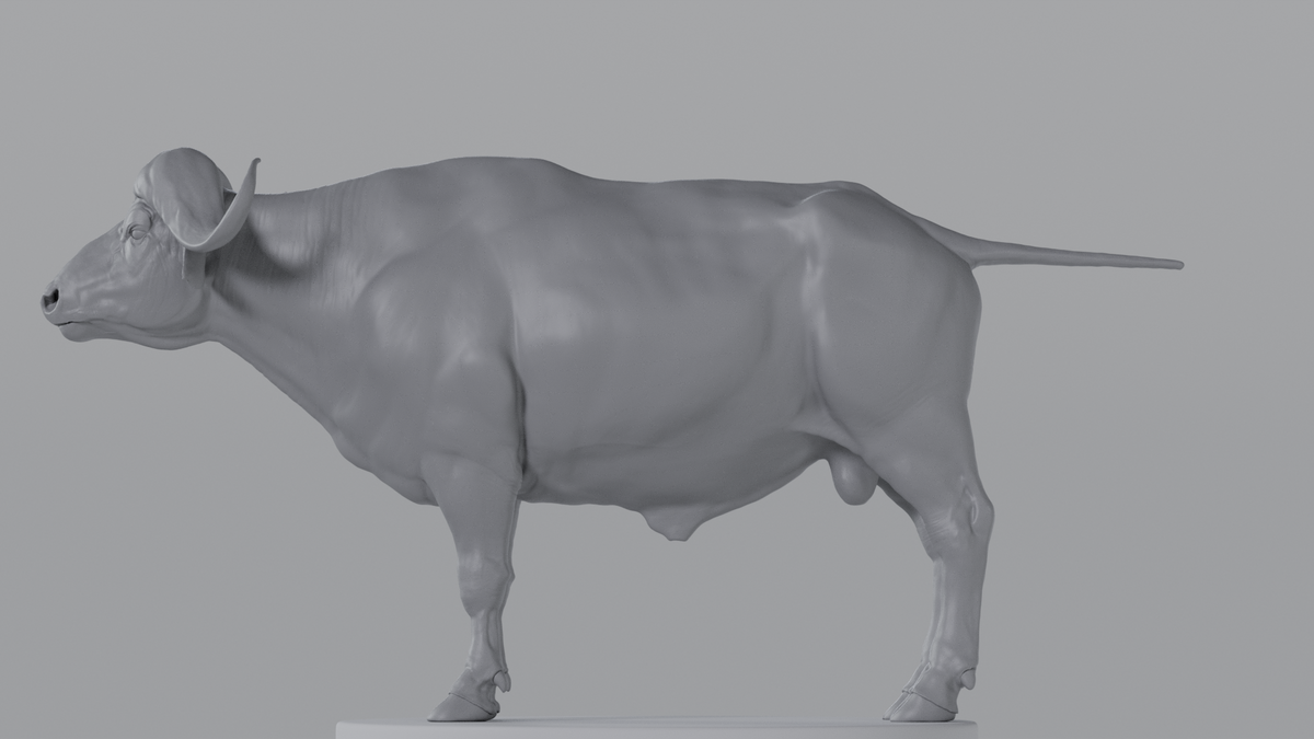 Buffalo