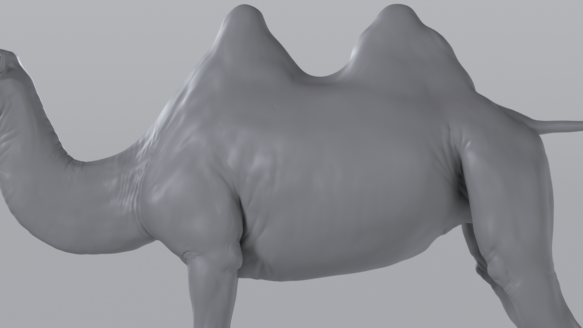 Camel